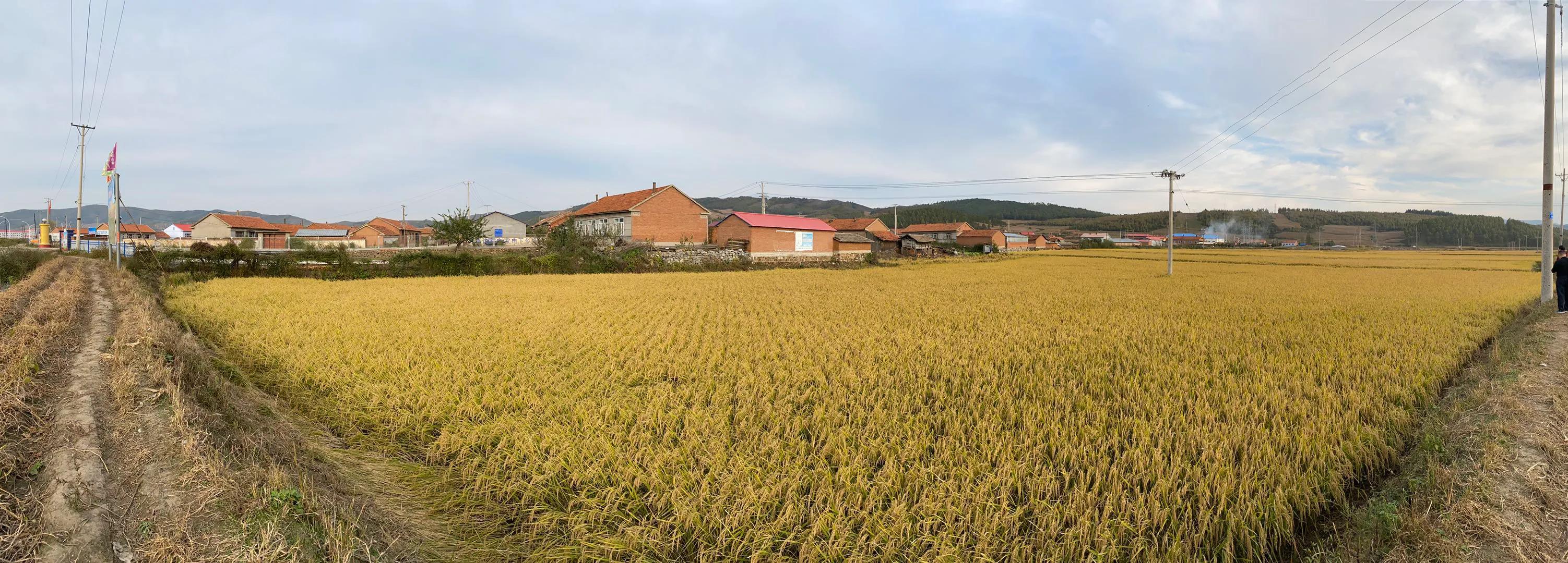 秋收诗词100首,秋收诗