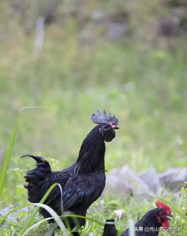 一万只土鸡卖柴鸡蛋年入百万,农村小伙养鸡一只鸡最贵卖1100元