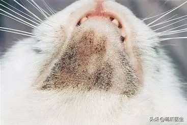 猫咪黑下巴毛囊炎的终极解决办法,猫咪有毛囊炎胡须还能长出来吗