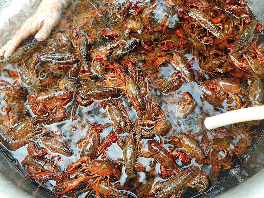 小龙虾是刷了再泡还是泡了再洗,洗小龙虾要不要放小苏打