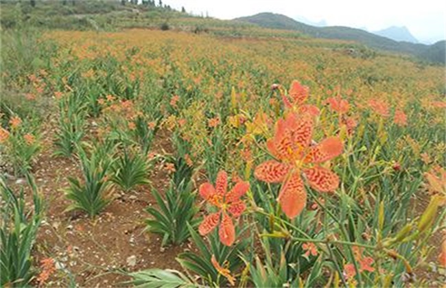 种植药材真能赚大钱，找项目的看过来，这样品种总有一个适合你