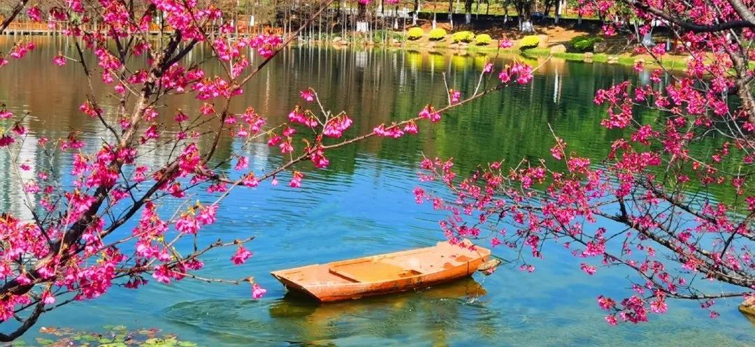 广州现在花开的季节,广州现在什么花开了