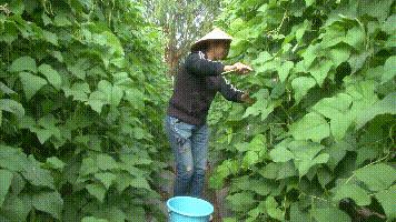 露天种菜技术大全,如何露天种菜赚钱