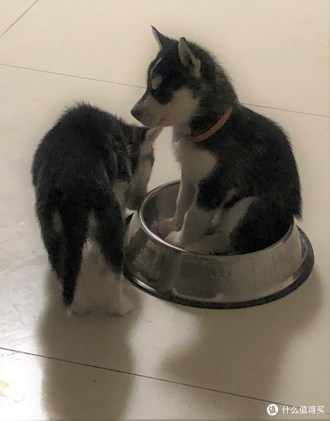 一次创世纪的生活体验—记哈士奇当妈妈