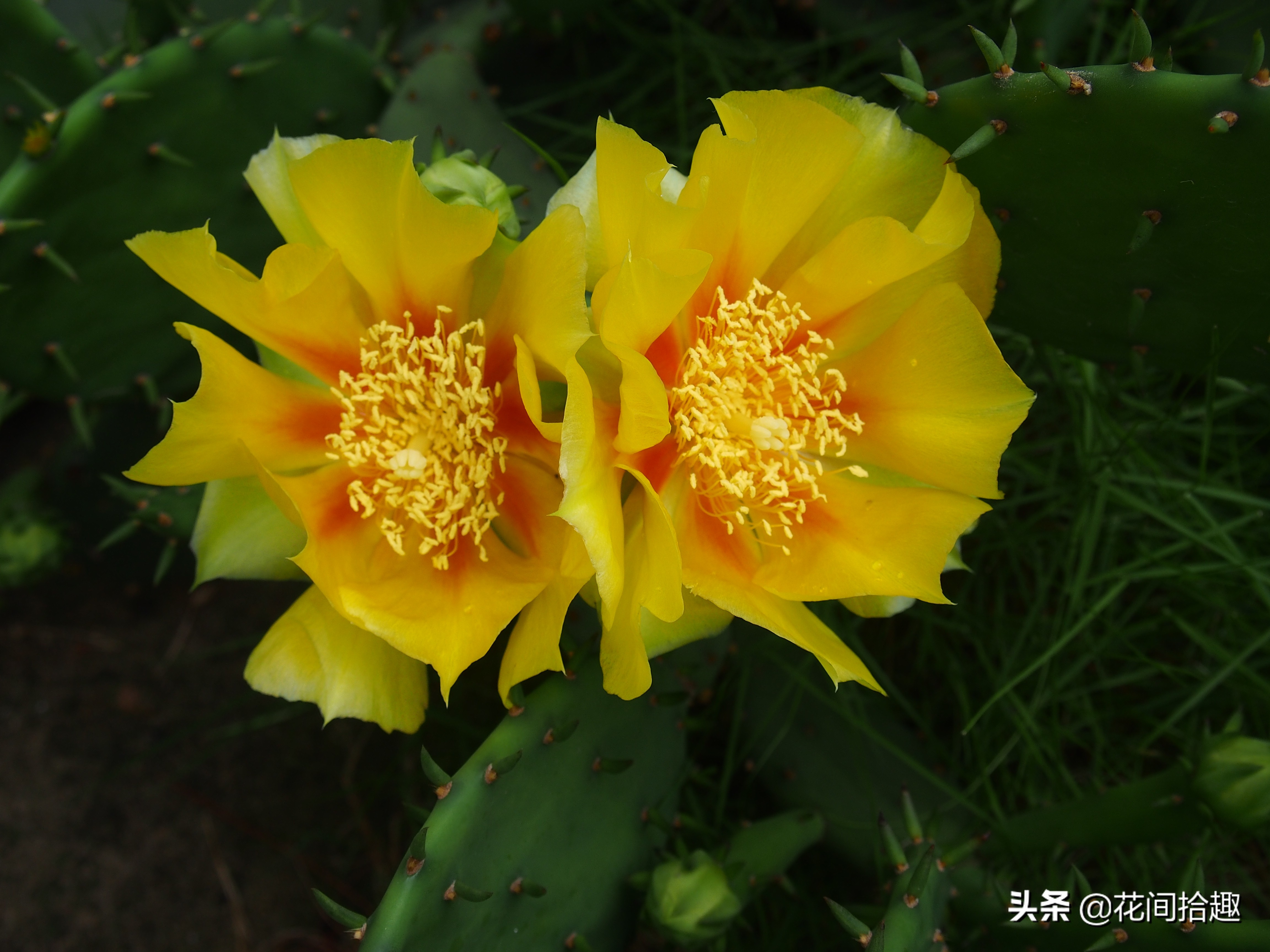 万重山仙人掌属于多肉植物吗,万重山多肉植物仙人掌易养