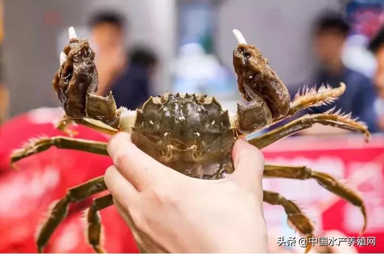 2023年河蟹养殖成本与利润,养殖河蟹100亩利润