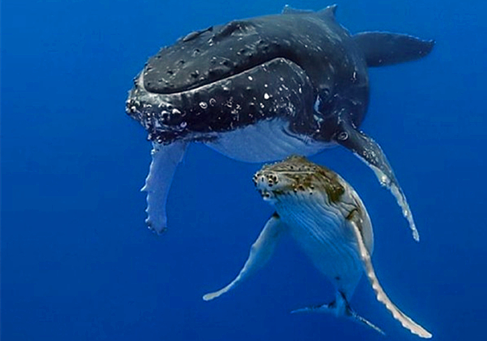 鲸鱼养育幼崽的方式是什么,鲸鱼如何哺育自己的孩子