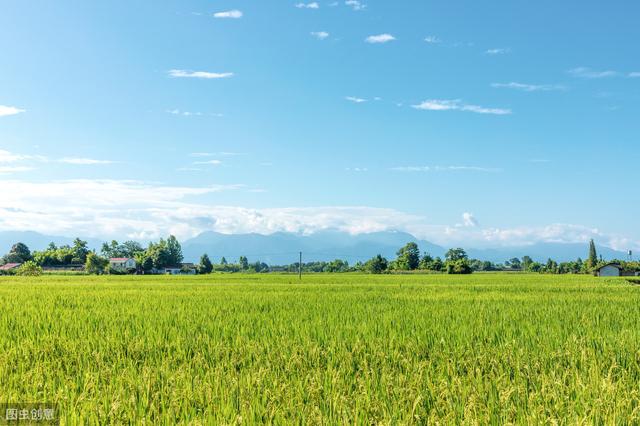 杂交水稻如何撒种,杂交水稻的种植技巧