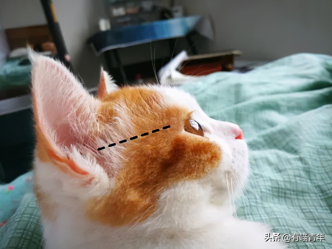 对着猫吹气会怎么样,对着猫吹烟有害吗