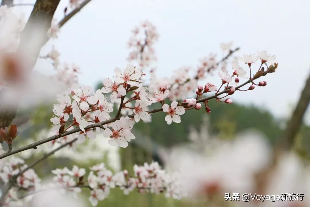 旅行民宿春天赏花,附近哪里有赏花民宿