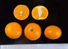 柑橘新优优缺点,设施柑橘新品种优缺点