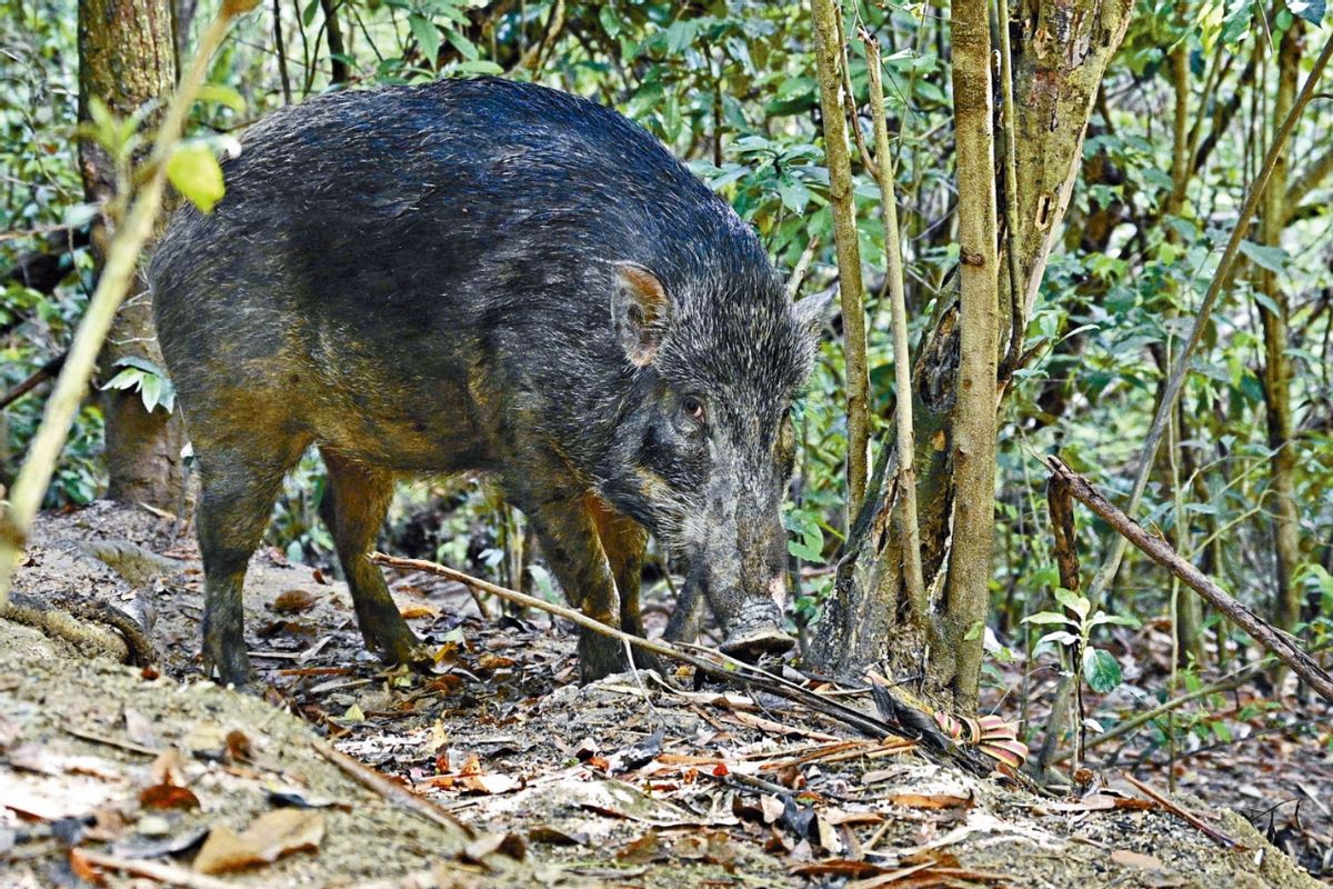 鹅粪可以驱蛇吗,蛇怕鹅粪吗