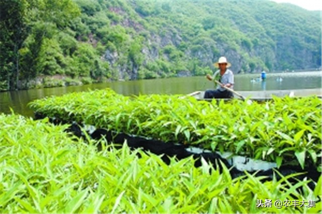 鱼塘里种空心菜可以净化水质吗,鱼塘种植空心菜