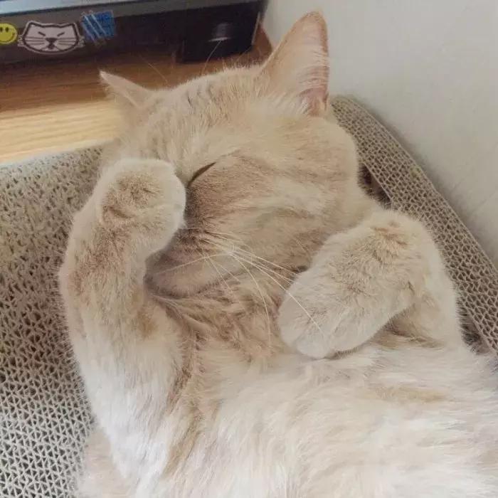 猫咪怀孕怎么才知道,猫咪怀孕怎么办呀