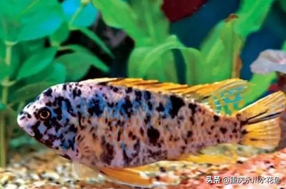 十种最漂亮的观赏鱼视频播放,观赏鱼60条