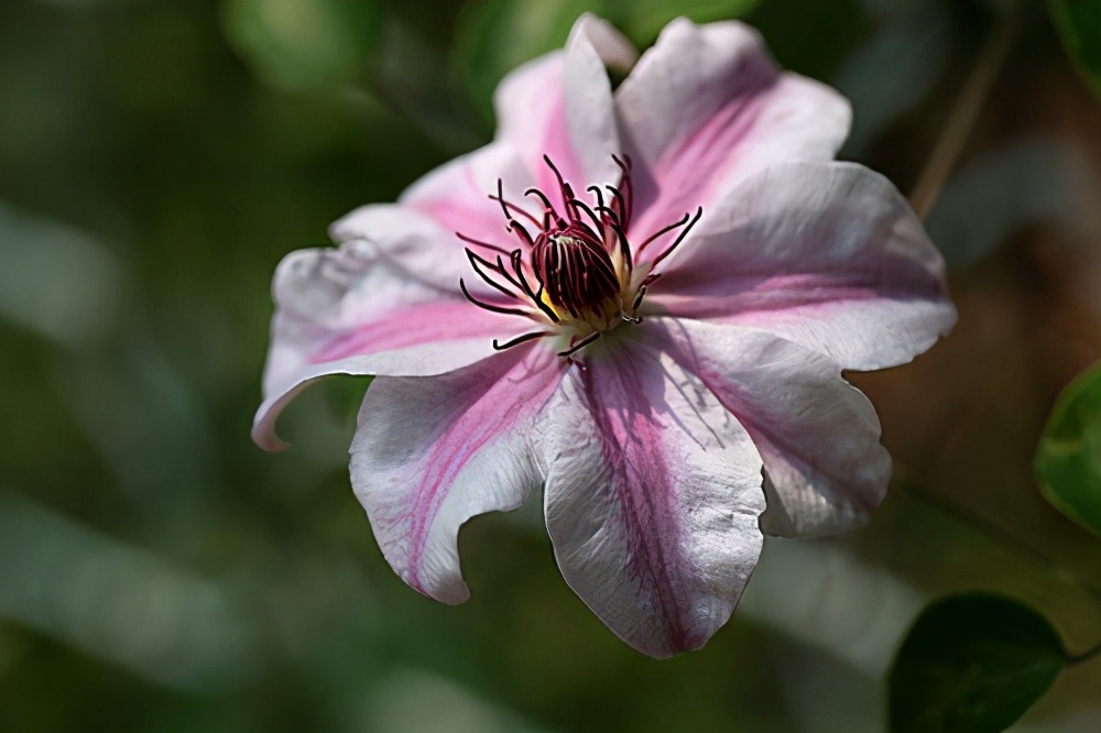 冬季铁线莲怎么枯了,铁线莲冬天用把枝条剪掉么