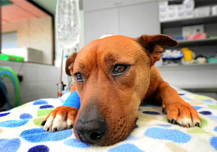 犬蛋白丢失性肠炎是什么引起的,犬蛋白丢失性肠炎