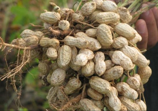 花生每亩产量2000斤的种植技术,花生种植的距离和行距该怎样安排