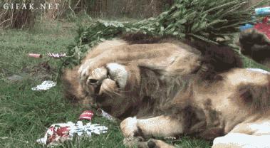 猫咪吸了猫薄荷后困正常吗,喵星人吸猫