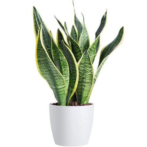 各个属相的幸运植物,十二属相的吉祥植物是什么