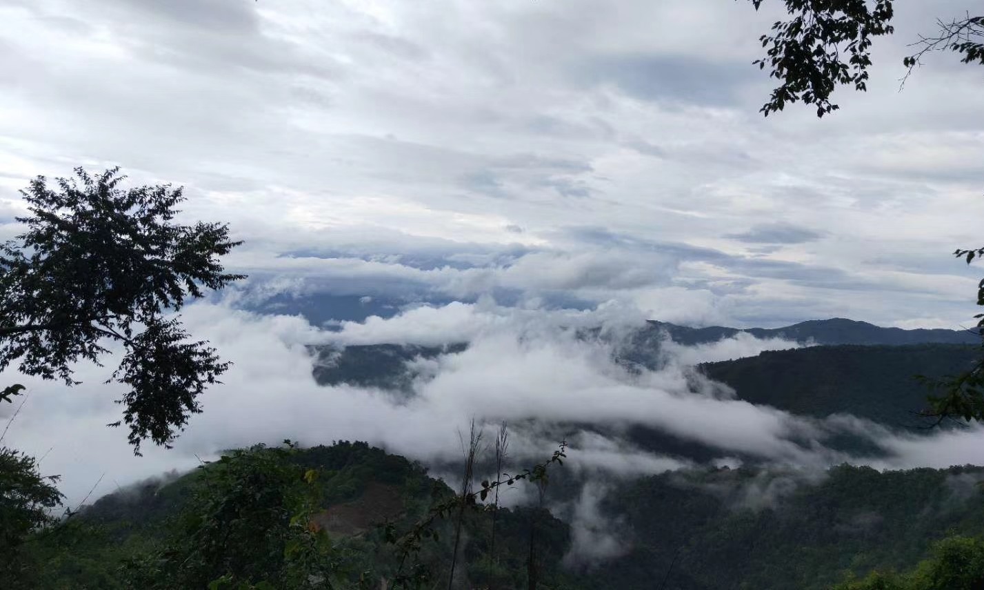 云南普洱茶品质特征,云南普洱茶优质特征