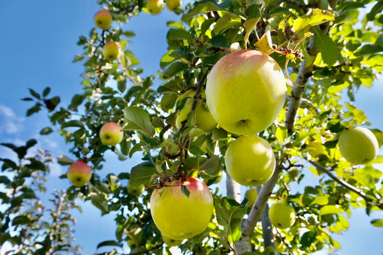 日本自由行奈良,日本秋田大馆旅游