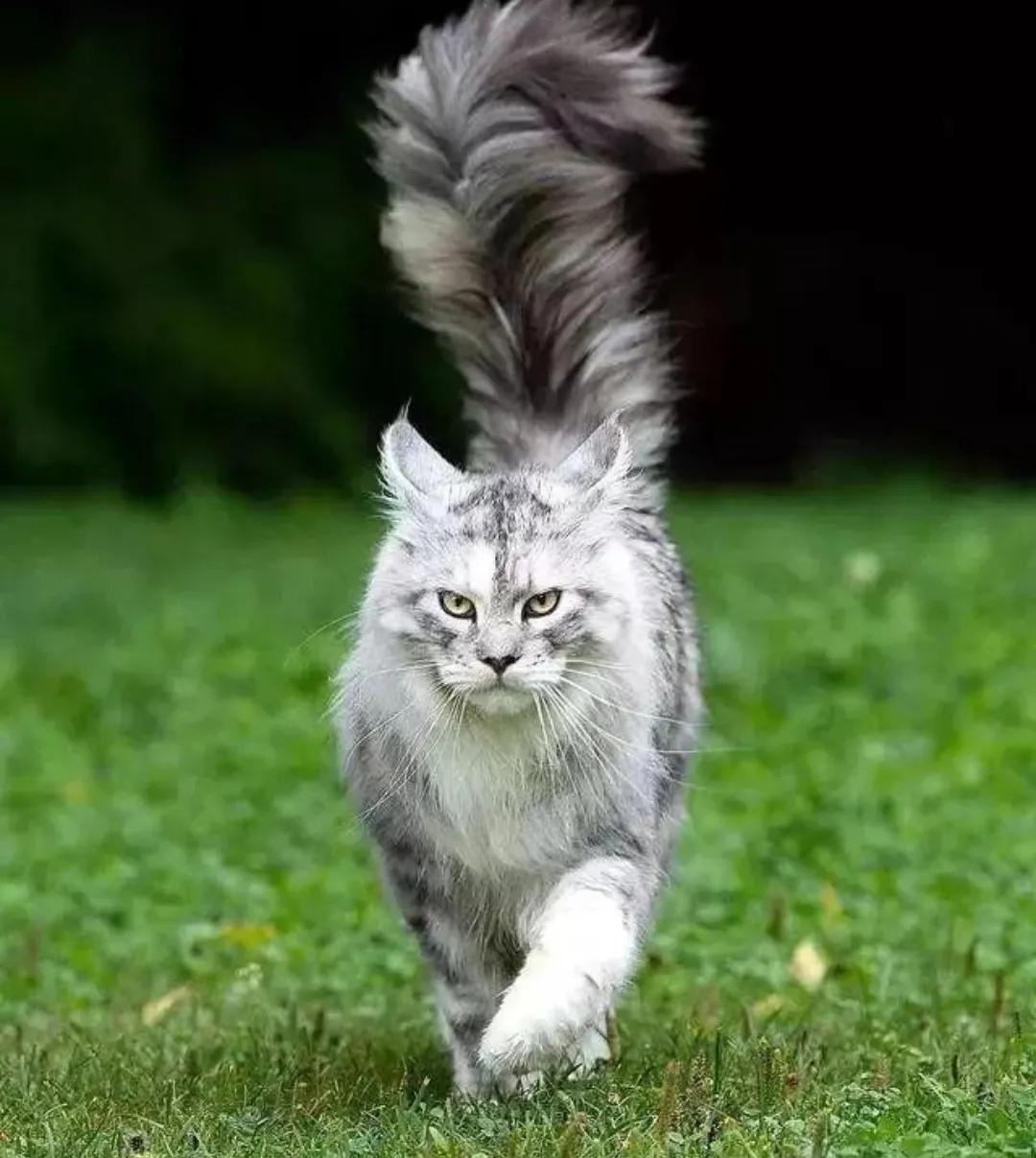 猫咪身上一块一块的掉毛是啥原因,猫咪皮肤结痂掉毛擦什么药比较好