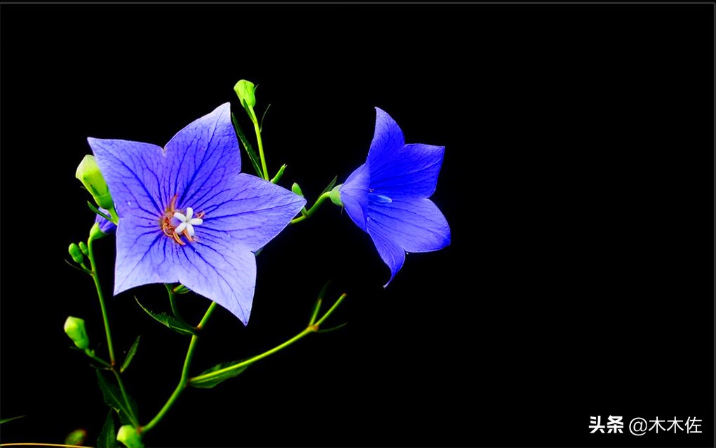 唯美桔梗花,草莓味的桔梗花