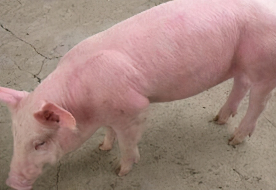 老虎被截肢的动物园,一只老虎被关进动物园被狼救出来