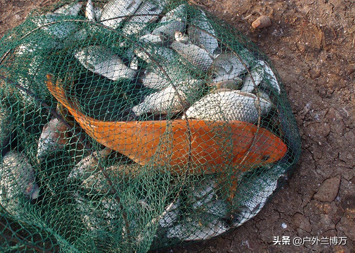 麦芽糖发酵鱼饵开饵方法,自制麦芽糖发酵的教程