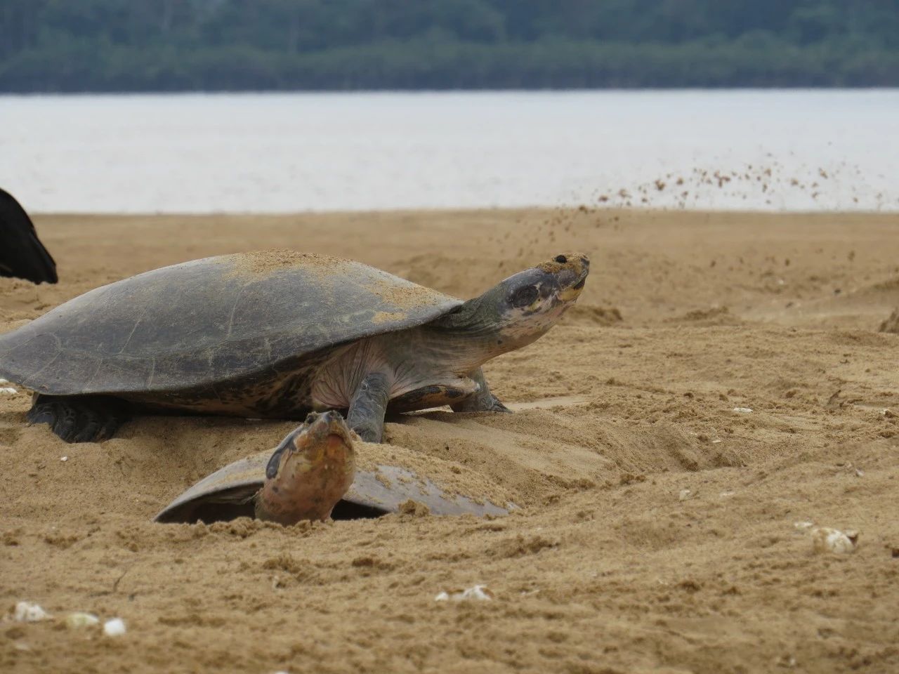 巨型侧颈龟幼龟,巨型侧颈龟下蛋