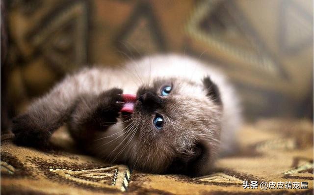 这5种行为，正在缩短宠物猫的寿命，你知道吗？