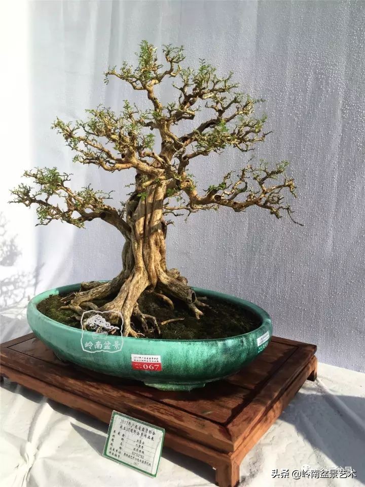 骞哥涔呬箙鐢滅敎铚滆湝,骞哥涔呬箙