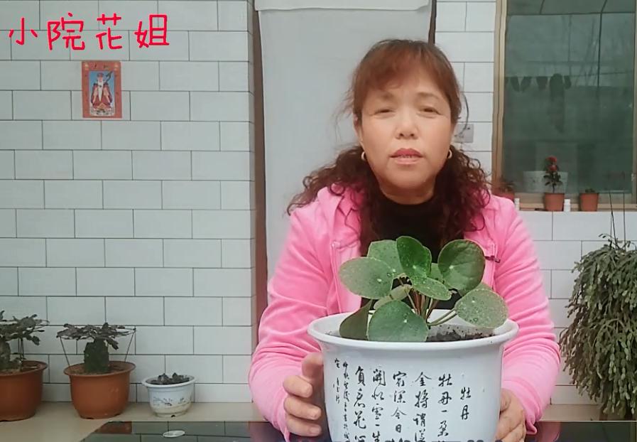 镜面草叶片出现黑斑怎么办,镜面草倒盆后蔫了还能活吗