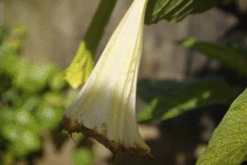 世上最毒的花园,最毒的花园有多可怕