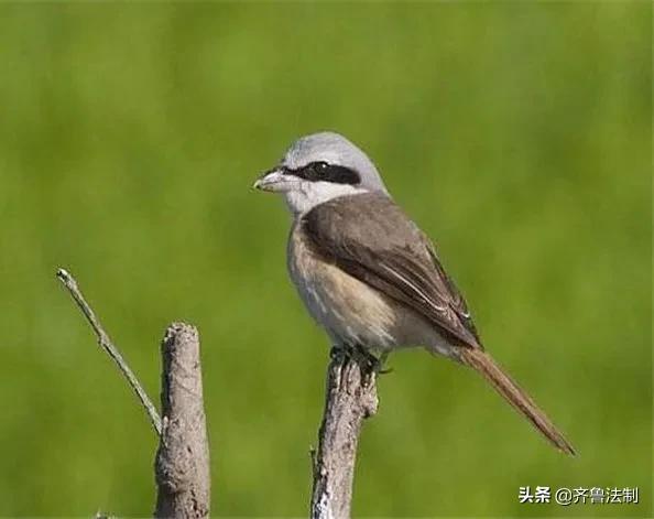 爱它，就请放过它青岛检察院就一起非法狩猎野生鸟类案提起诉讼