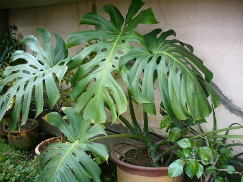 卫生间放什么花去异味最好,卫生间吸味花