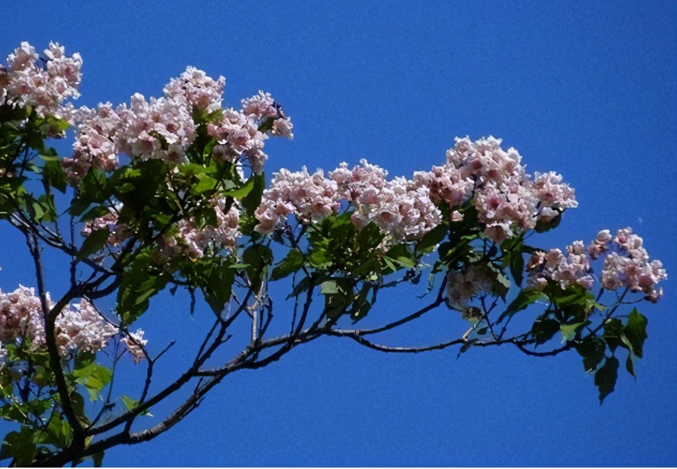 楸树苗的市场前景,楸树发展