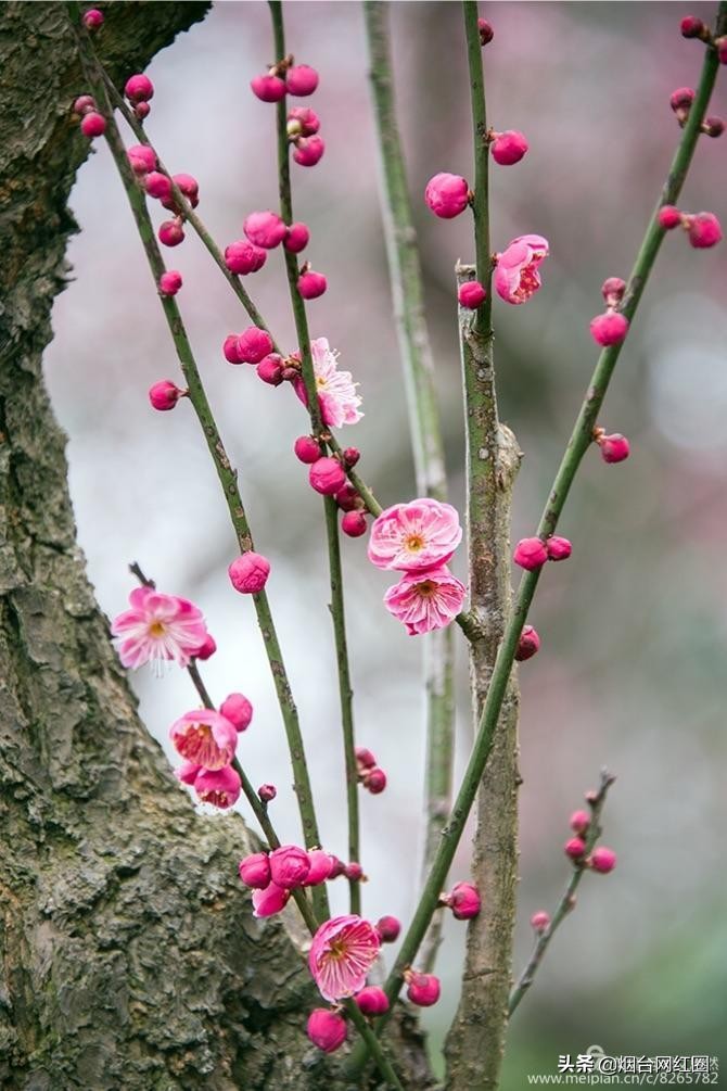 南京梅花山梅花开了吗,来南京梅花山赏梅花
