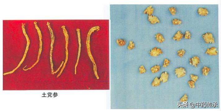 *党**参在市场上有哪些掺假现象？我们如何区分质量好坏？