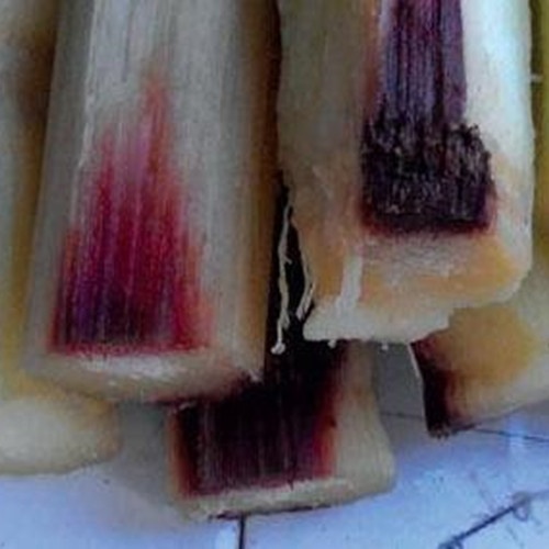 剧毒水果,这个季节最好吃的是什么水果