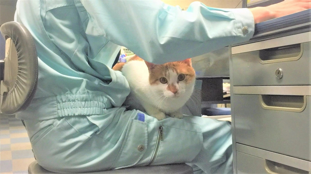 一只刚出生最小的猫被猫妈妈抛弃,被母猫抛弃的猫咪能独立生存吗