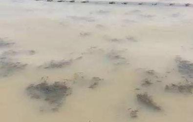 8月份河蟹塘口水浑怎么回事,河蟹塘水浑解决方法