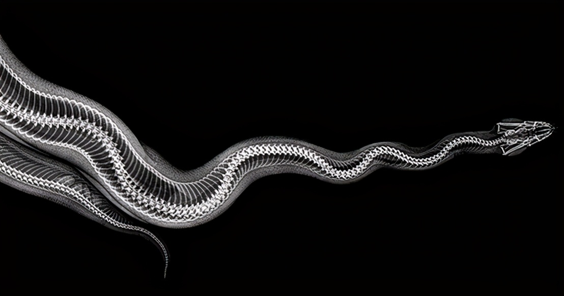 人类如果被蟒蛇活着吞进肚子里,用一把*首匕**能不能自救?