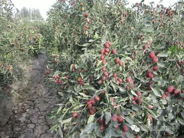 和田大枣与灰枣哪个营养价值高,和田玉枣品种图片大全