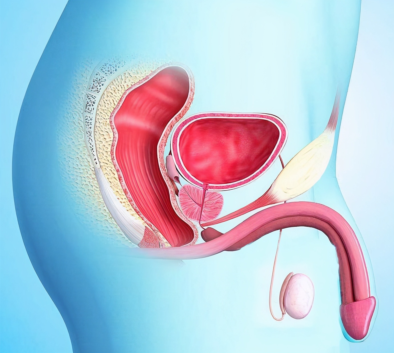 教你一文读懂前列腺炎,有关前列腺炎的相关知识