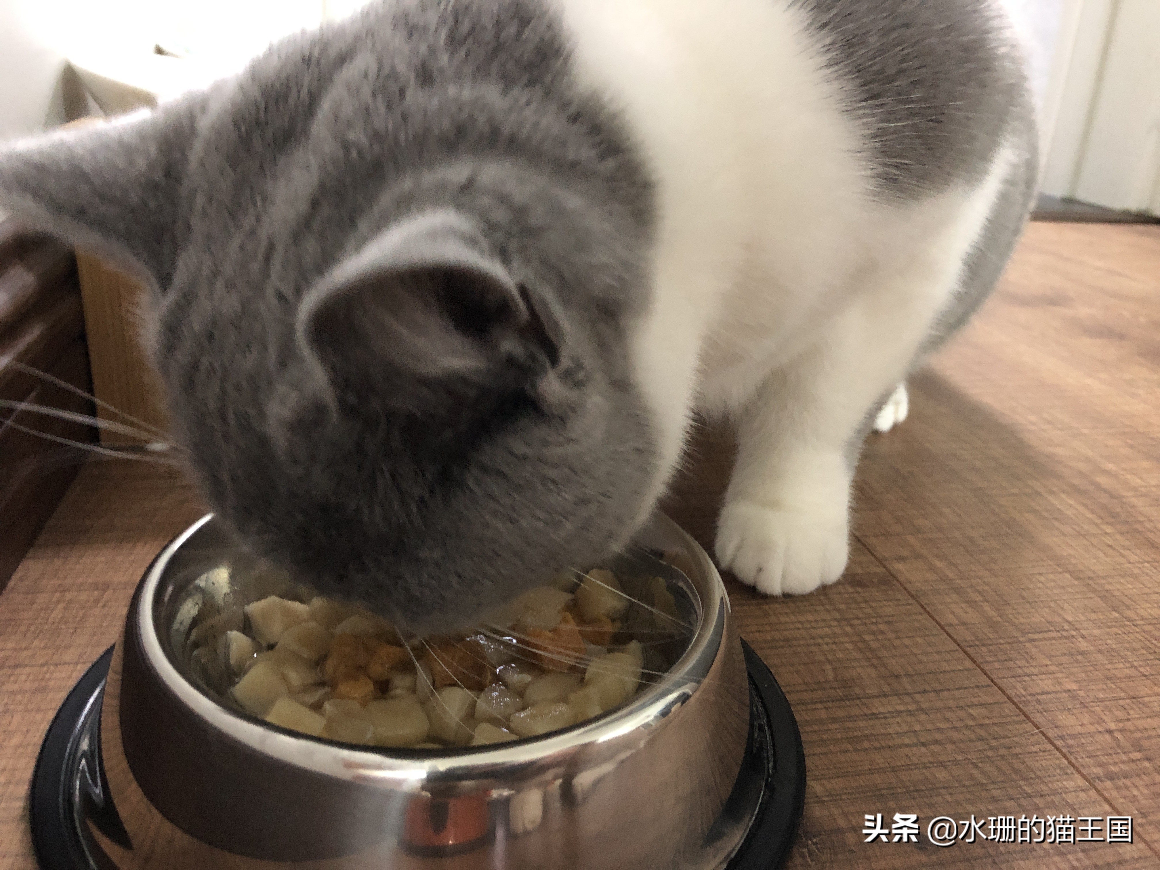 猫咪误吞骨头怎么治疗,猫咪误食异物怎么办小妙招