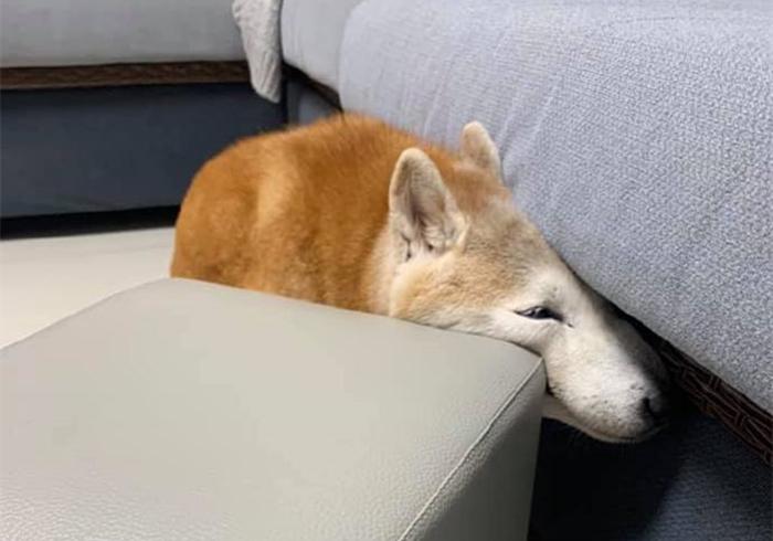 柴犬哭泣声音,柴犬嗷嗷惨叫