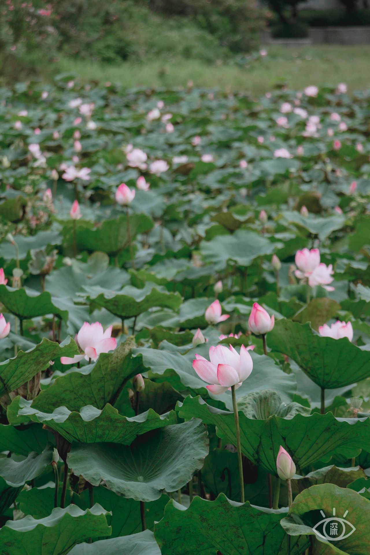 深圳洪湖公园7月18号还有荷花吗,深圳洪湖公园现在有荷花开吗