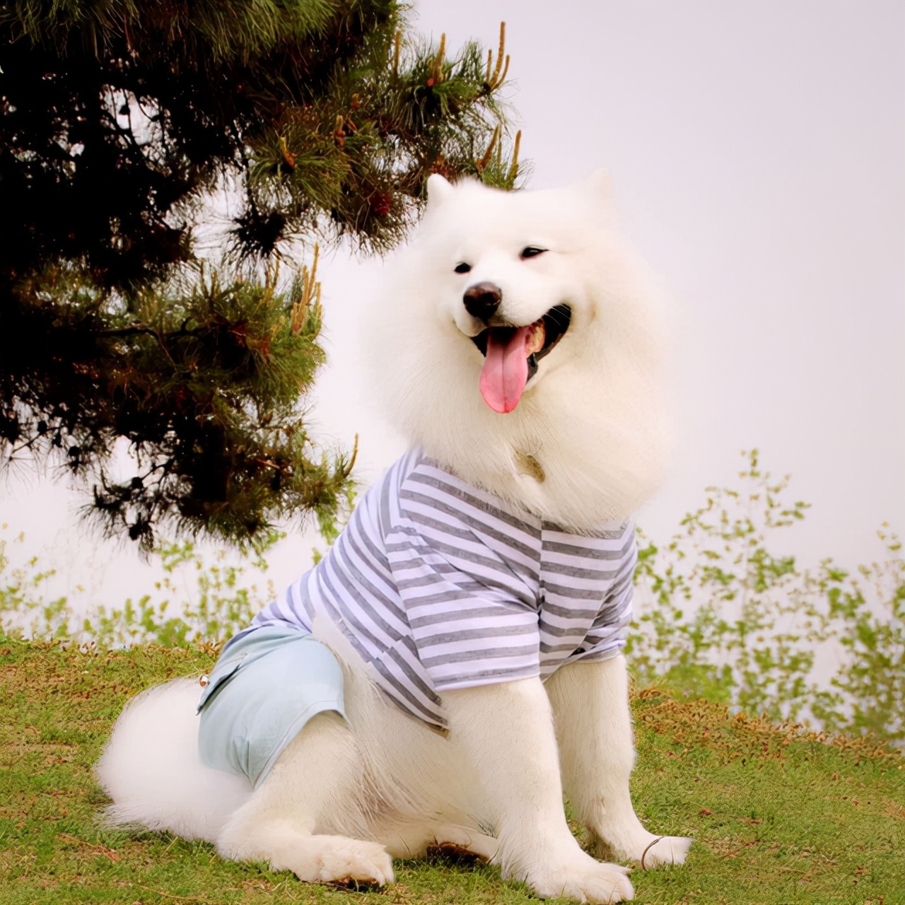 我家狗只吃饭不吃狗粮怎么回事,狗狗挑食不吃狗粮主人有办法